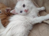 British longhair yavru 65 günlük