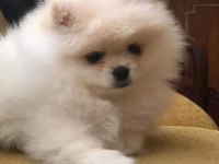 Pomeranian spitz yavrular