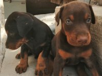 A şecereli anne ve babadan a scrli doberman yavrular