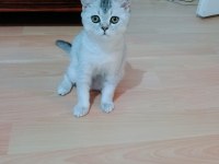Etimesgut Ta 5 Aylık Evcil Uyumlu Kedimiz