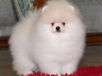 Yavru köpeğimiz pomeranian boo