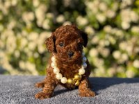 Kore kan poodle yavrularım