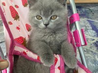 Güzeller Güzeli British Shorthair Yavrularımız
