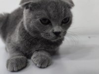 Yavru scottish fold kedisi
