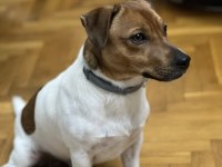Oğlumuza gelin arıyoruz çiftleştirme jack russell