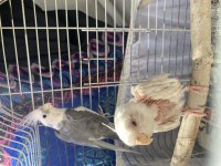 2 Adet Sultan Papağanı Wifi Sultan Albino bedava