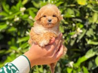 Yavru erkek maltipoo köpeğimiz