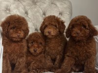 Bakımlı Toy Poodle Bebekler
