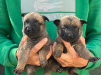Saf kan belçika malinois yavrular için geç kalmayın