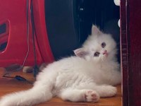 BAKMADAN GEÇMEYİN YAVRU KEDİLERİMİZE