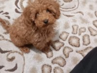 Yavru Toy poodle 0 numara