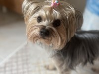 Köpeğimize kalıcı yuva arıyoruz