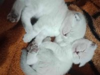 1 dişi ve 1 erkek scottish fold yavrular