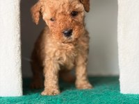Poodle yavrularımız yeni ailerini bekliyor