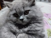 Kedi Kızımın İlk Yavruları Dişi British Longhair