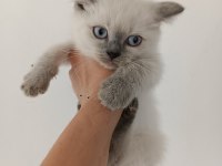 British shorthair bluepoint