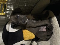 Blue Cane corso 2.5 aylık özenle bakılmış