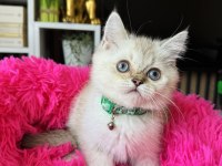 British Shorthair Silver Point