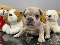 ÜST DÜZEY KALİTEDE FLUFFY TAŞIYICI BEBEKLER