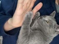 5 aylık yavru erkek british shorthair