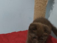 Scottish fold çikolata