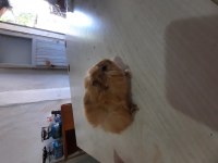Peruvan ginepig yavruları