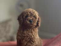 DİŞİ RED BROWN TOY POODLE YAVRU