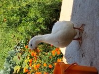 2 tane pekin ördeği sağlık durumları iyi