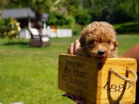 Irk özellikleri ile karakterize gerçek teddybear bebekler
