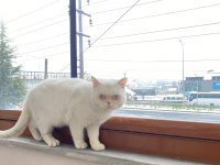 Erkek british shorthair kedimiz