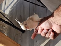Albino erkek sultan papağanı