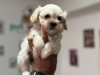 Petmode köpek çiftliğinden tea cup maltipoo