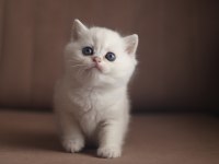 British shorthair Silver erkek