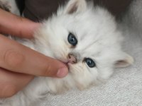 Safkan anne ve babadan british longhair