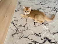 Golden ny11 erkek kedimiz yavru teslime hazır