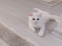 Sağlıklı yeterince anne sütü almış bebek kediler