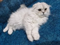 Mükemmel Güzellikte Scottish British Longhair