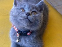 2 aylık ayı surat British Shorthair