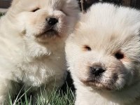 RUHSATLİ ÇİFLİKTEN ÖZEL CHOW CHOW YAVRULARI İSTANBUL