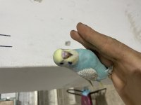 Yeni Yeme Düşen Kuşlar Her Renk Mevcut