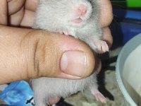 TAMAMEN EVCİL ÖZEL TÜR TEDDY BEAR HAMSTER