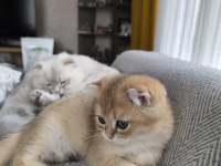 Golden 3 aylık erkek yavru kedim