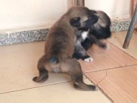 25 günlük aslan kangallar