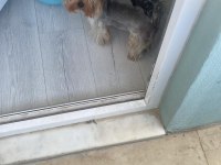 1.5 yaşında yorkshire terrier bakımlı dişi
