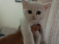 3 Yavru British Shorthair Yeni Yuvasını Bekliyor