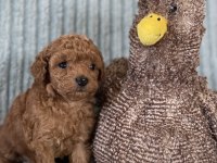 Eşsiz Güzellikte Toy Poodle Yavrumuz
