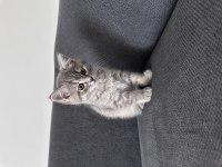 Ev ortamında büyümüş iki aylık british shorthair kediler