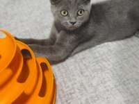 British shorthair 3 Aylık