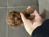 Dişi safkan kore teacup poodle yavruları