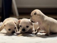 Erkek chihuahua yavrularımız